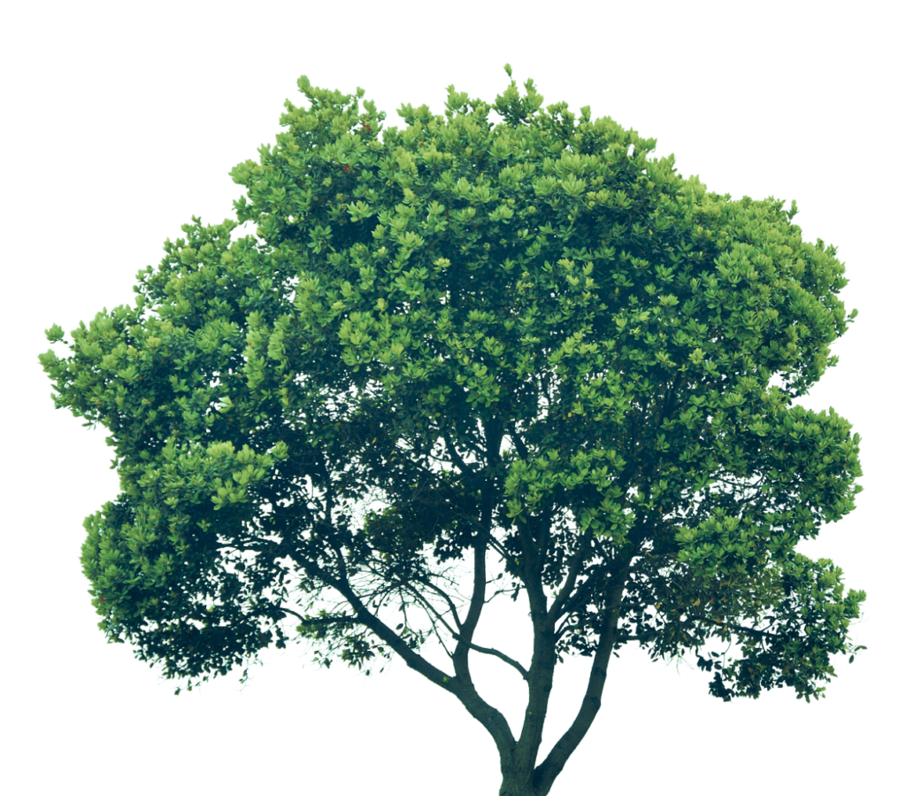 tree-image